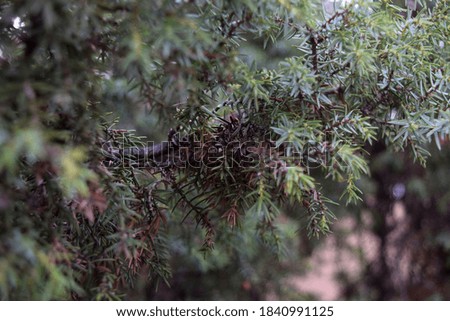 detail image of pine tree in autumn