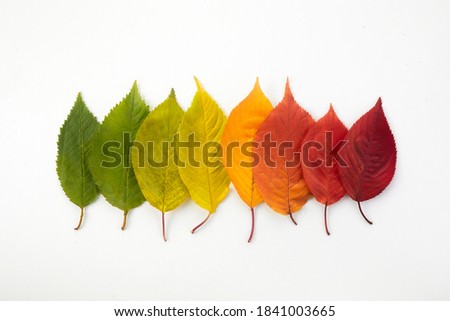 Autumn leaves rainbow color gradient. Autumn season change concept.