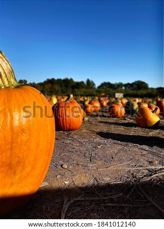 Pumpkins on the ground on holloween