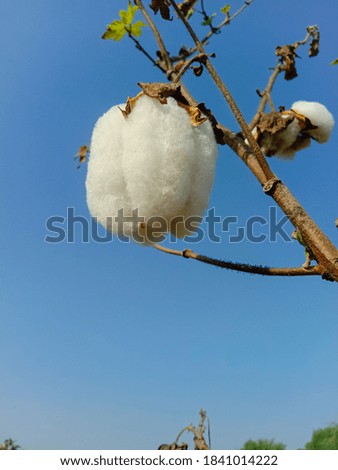 Close up of white cotton flower.Raw Organic Cotton Growing at Cotton Farm.Gossypium herbaceum close up with fresh seed pods.Cotton boll hanging on plant.With Selective Focus on the Subject.