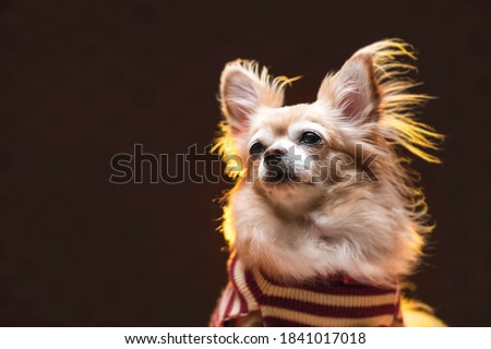 portrait of brown color chihuahua lap dog animal sitting casual relax dark background