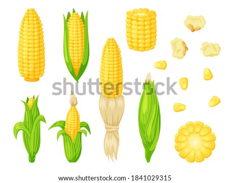 Cartoon corn agriculture meal harvesting set. Golden maize corncob delicious vegetable harvest, popcorn corny grain, sweet corn seed and stalk vector illustration isolated on white background Royalty-Free Stock Photo #1841029315
