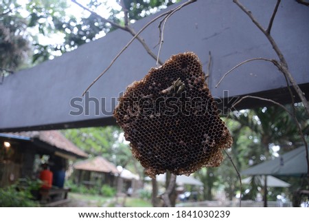 wasp nest to make honey against a natural background