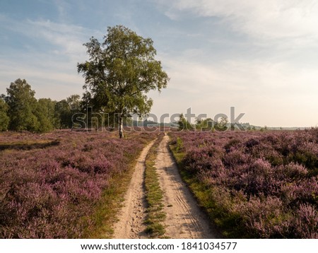 Purple blooming heather near a place called Hilversum in the Netherlands