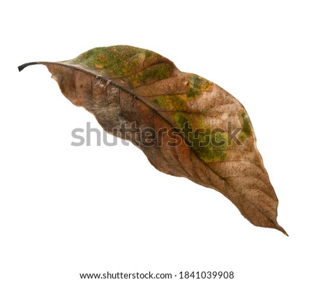 Autumn dried leaf, Sear brown foliage, Macro view on texture wilted autumn leaves isolated on white background with clipping path