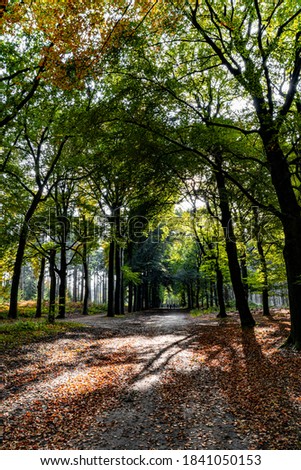 The scenery of a forest pathway in the autumn season