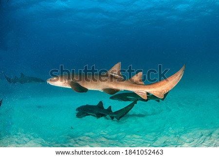 Picture shows a Nurse shark at the Bahamas