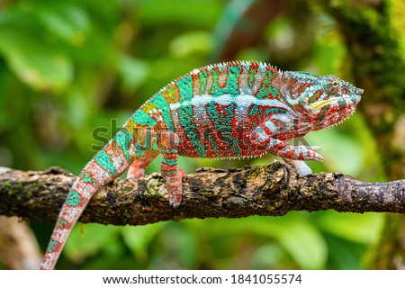 Close up picture of a chameleon in madagascar island - Madagascar