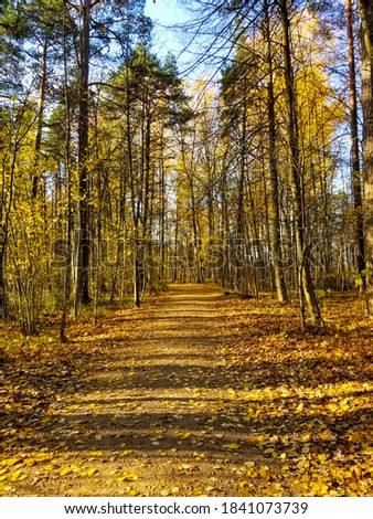 wide trail in the autumn yellow forest. Sunny day, blue sky. Quiet autumn forest.