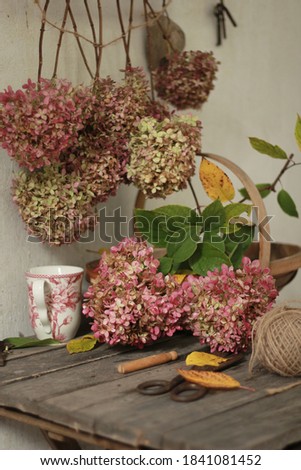 Pink hydrangea cut for a bouquet against the white wall of an old house