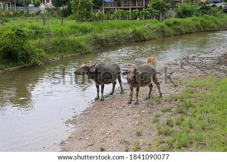 Thai buffalo stained near the river with mountain background,funny animal,Buffalo in the countryside thailand