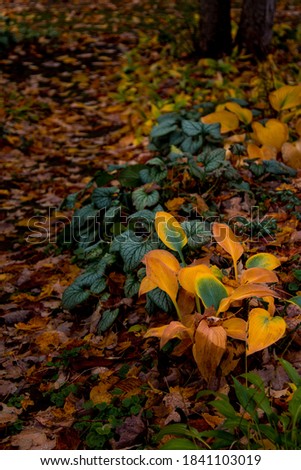 Yellow hosta leaves in autumn garden