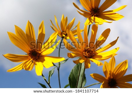 Yellow flowers of tapinambur in natural sunlight. Macro photo.