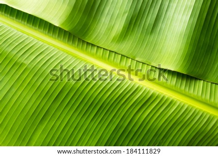Green banana leaf background abstract Royalty-Free Stock Photo #184111829