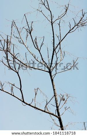Khejri (cineraria) leafless tree planted in the rural desert area of ​​Bikaner