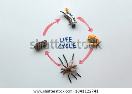 Top view of a life cycle of mosquito written on a white board.