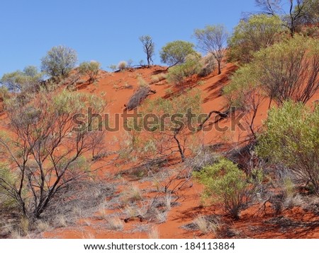 The red dunes with desert vegetation in the northern territory in Australia