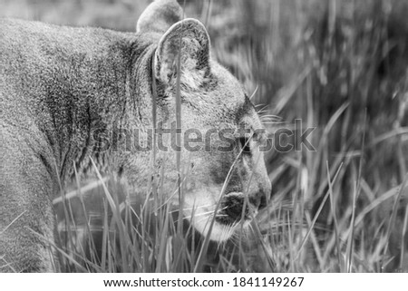 Cougar big strong wild cat animal walking in natural grass environment. Black and white, greyscale close-up with blurred background