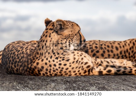 Cheetah with nice fur resting on rock surface portrait close view. Posing wild cat dotted fur head. Blurred background
