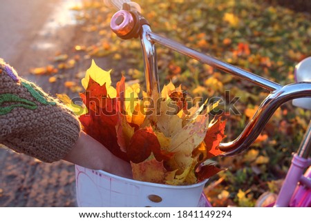 Children's hand makes a bouquet of maple leaves in a Bicycle basket, close-up, side view