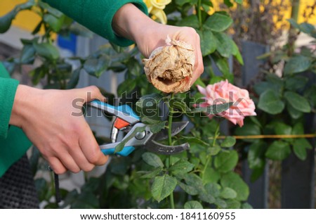 A woman is deadheading, removing faded rose flowers using pruning shears to encourage new further blooms. Royalty-Free Stock Photo #1841160955