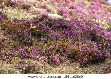 Erica carnea up in the mountains	