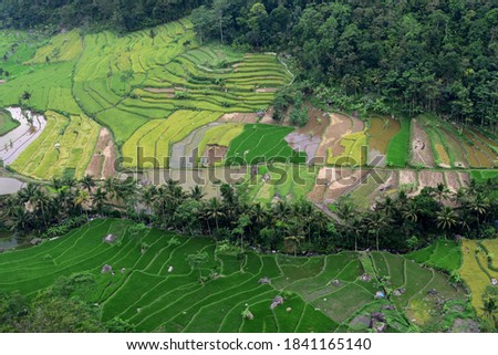 Beautiful landscape of paddy field in Ambarawa city of central Java, Indonesia, Asia