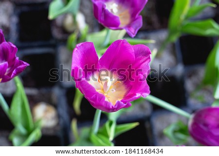 Beautiful violet Tulip flowers blooming in the garden.