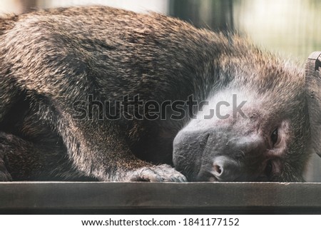 Baboon monkey close-up sad laying down portrait with blurred background