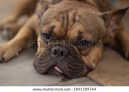 Sad french bulldog brown color lying on the floor indoor. Sick or hungry street dog concept.