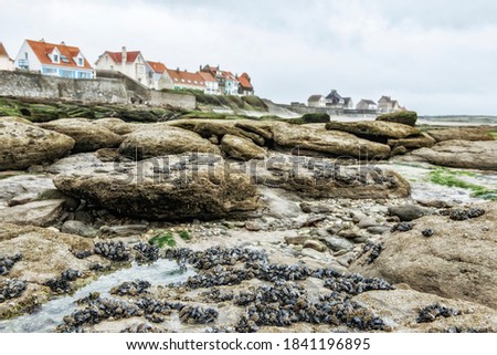 mussels and moules on rocks on a beach in Normandy France