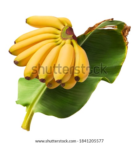 Fresh ripe baby bananas with leaves falling in the air isolated on white background. Food levitation concept. High resolution image Royalty-Free Stock Photo #1841205577