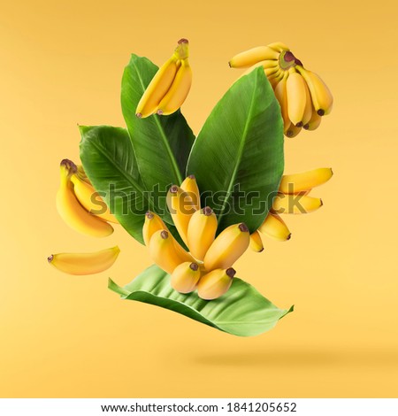 Fresh ripe baby bananas with leaves falling in the air isolated on yellow background. Food levitation concept. High resolution image Royalty-Free Stock Photo #1841205652