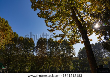 Colored tree leaves with sun in fall