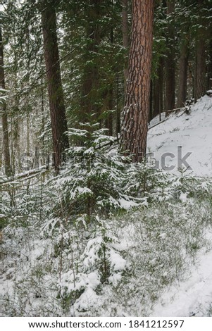 Trees of the northern forest covered with a layer of snow.