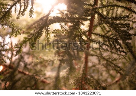 juniper branches out of focus with sun rays