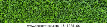 Green Leaves background paronama view.