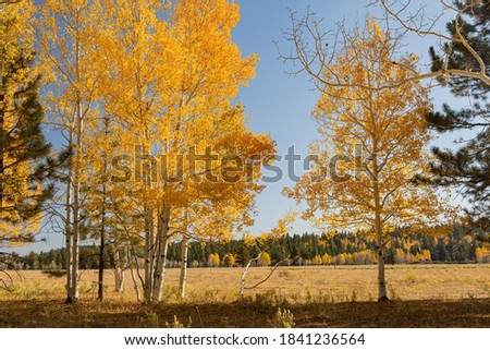 Beautiful sunny fall color of the Uinta Flat Designated Dispersed Camping Area at Utah