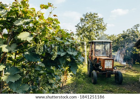 Green grapes on the branch on the background with a tractor.  Copy space. 