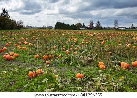Pumpkin field in a country side, fall season in agriculture, orange large pumpkins in a field ready to be picked up, pumpkin patch in a rural area.