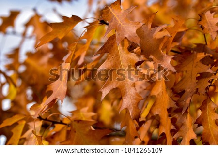 Yellowed leaves on a tree on a warm autumn day