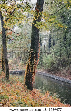 View of the river and trees. Autumn in the park.
