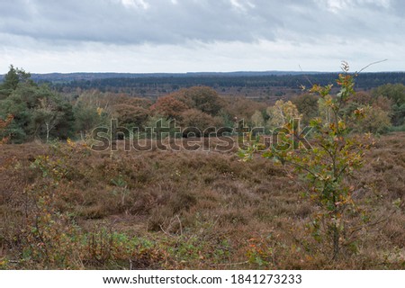 A Dutch national park in the "Sallandse Heuvelrug" in Holland, also called "the Holterberg". A park consisting of beautiful nature. Protected area and cautious of the environment. People hike there. Royalty-Free Stock Photo #1841273233