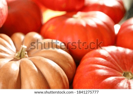 Many ripe orange pumpkins as background, closeup