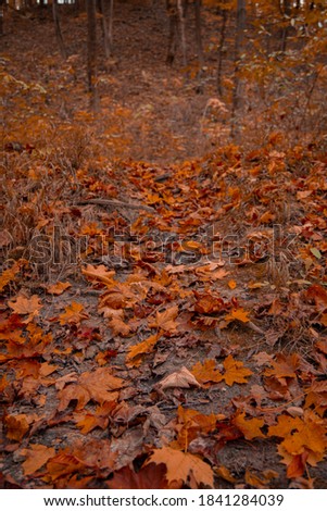 autumn October time falling leaves on a ground in fall season park outdoor environment space vertical picture soft focus and noise polluted concept photography 