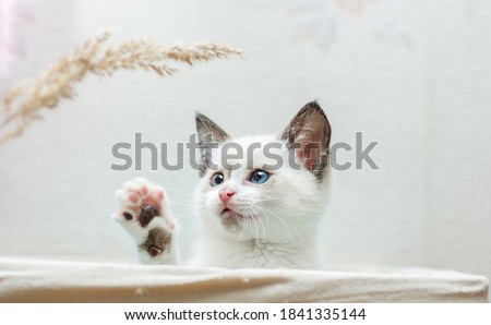 playful beautiful white 4 weeks old kitten with blue eyes sitting in the box and looking at dry reed. Image for veterinary clinics, sites about cats, for cat food. Front view
