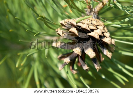Close-up photo of a pine cone. Photo in jpeg format.
