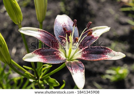 Two-color Lily flower. Summer flower