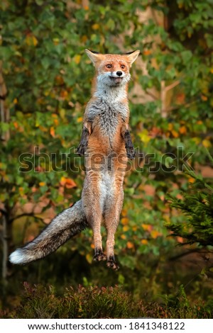 Funny photo. Close-up portrait of a red fox jumping in a dynamic position with a wide smile directly against the photographer. Natural environment. Vulpes vulpes Royalty-Free Stock Photo #1841348122