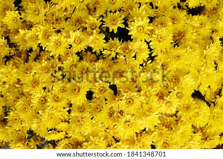 Beautiful yellow chrysanthemumsas background picture. Chrysanthemum wallpaper in autumn.                               